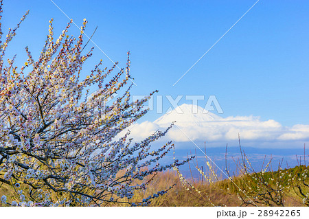 岩本山公園の梅 28942265