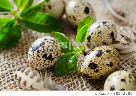 Fresh Organic Quail Eggs and Spring Foliage. 28942286