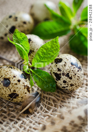 Fresh Organic Quail Eggs and Spring Foliage. 28942288