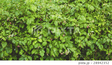 raspberry garden on a summer day raspberry garden on a summer day 28942352