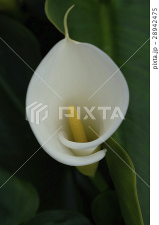 花 フラワー お花 28942475