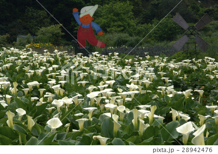 花 フラワー お花 28942476