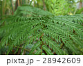 葉 28942609