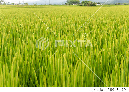 Paddy field in Taiwan 28943199