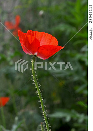 Poppy Flower (Papaver oideae) 28945115