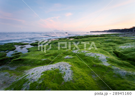 Rocky shore covered with green algae in the early 28945160