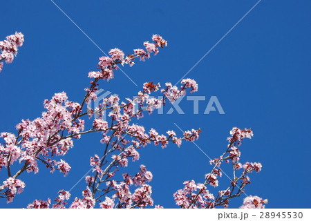 Cherry Blossom 28945530