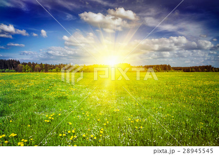 Green meadow with grass in summer 28945545