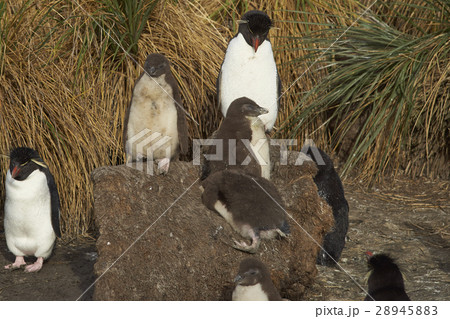 Rockhopper Penguins on Bleaker Island Rockhopper Penguins on Bleaker Island 28945883