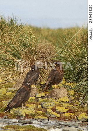 Striated Caracara on the Falkland Islands 28945889