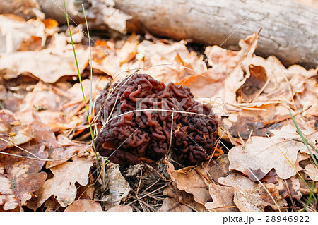 Gyromitra mushroom growing in a forest 28946922