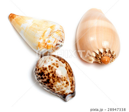 Three exotic seashells 28947338
