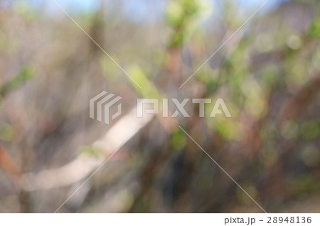 buds and leaves on a tree branch spring background 28948136