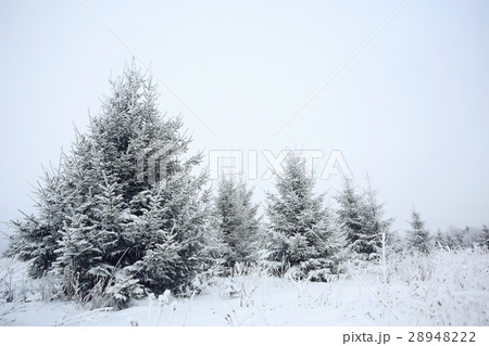 nature landscape winter forest frosted nature landscape winter forest frosted 28948222