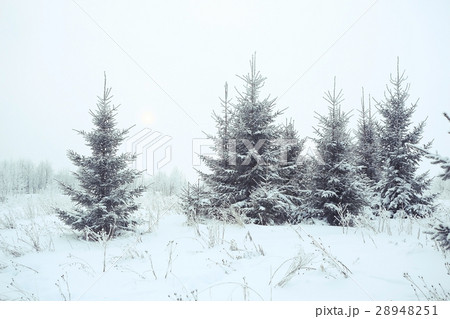 Christmas landscape with young fir trees and snow in a field 28948251