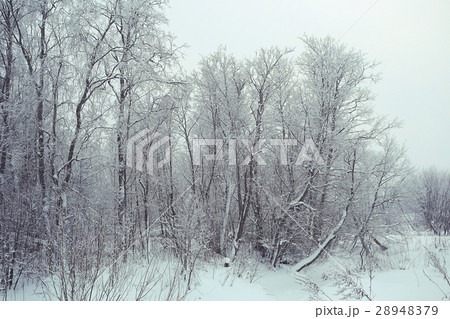 snowy winter landscape in the Christmas forest snowy winter landscape in the Christmas forest 28948379