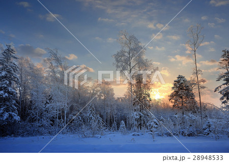 frosty winter morning landscape nature sunny 28948533