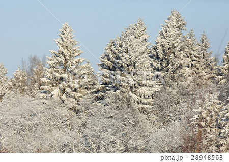 winter texture frost branches leaves background 28948563