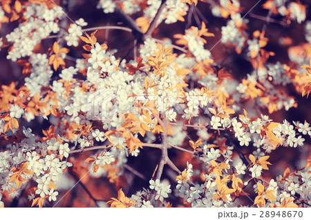 blooming cherry flowers branch blooming cherry flowers branch 28948670