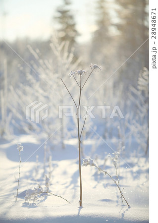 Fresh snow winter background in nature Fresh snow winter background in nature 28948671