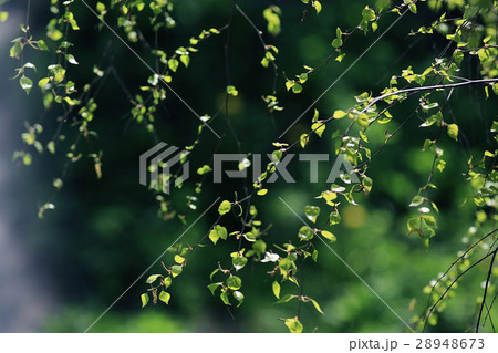 young green leaves spring background young green leaves spring background 28948673