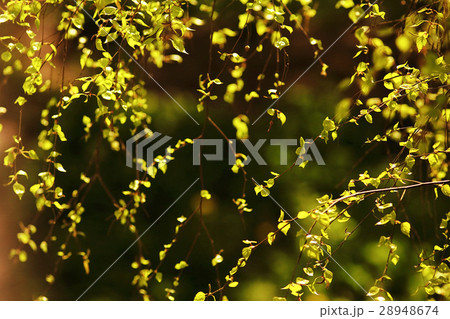 young green leaves spring background young green leaves spring background 28948674