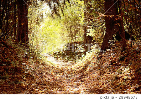 background autumn forest landscape 28948675