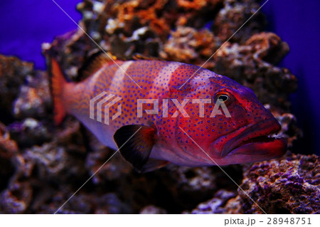 grouper underwater photo 28948751