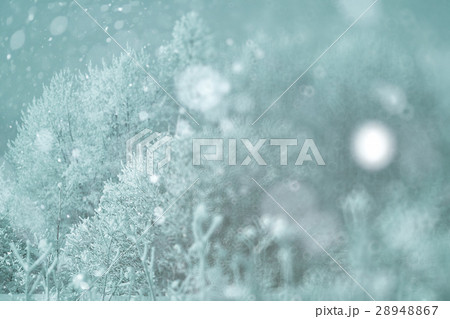 Winter forest blurred background snow landscape 28948867