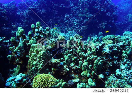 coral reef underwater photo 28949215