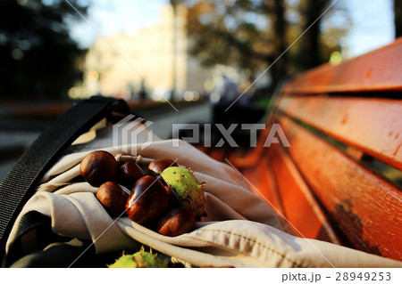 amazing autumn landscape in the city park 28949253