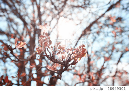 Lovely spring flowers 28949301