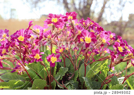 small wild flowers 28949302
