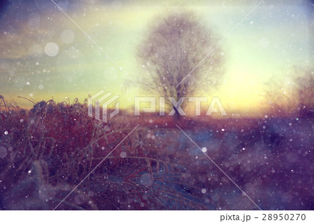 amazing winter landscape at sunset in forest 28950270