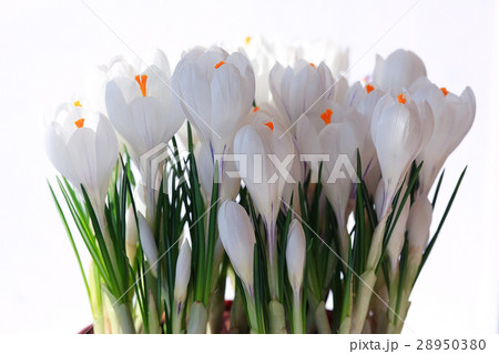 white crocus spring flowers small wild 28950380