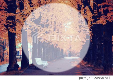 autumn park blurred background translucent frame for text autumn park blurred background translucent frame for text 28950781