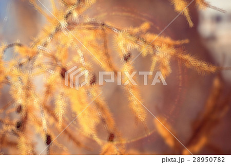 autumn background yellow larch branches autumn background yellow larch branches 28950782