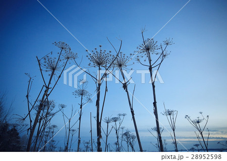 winter texture frost branches leaves background winter texture frost branches leaves background 28952598