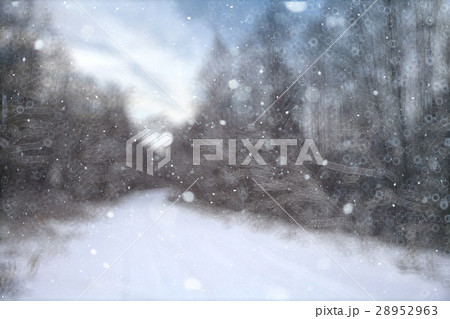 blurred background forest snow winter 28952963