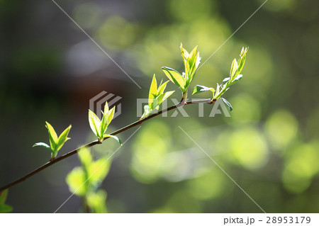 blurred spring background, young branches with leaves and buds 28953179