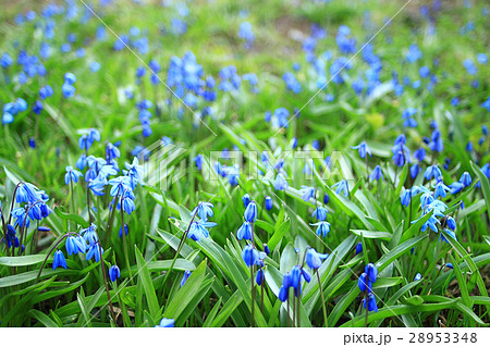 small blue spring flowers small blue spring flowers 28953348