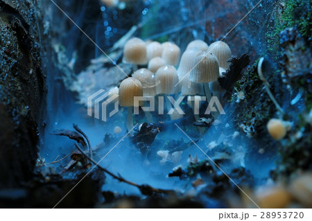 small poisonous mushrooms toadstool group psilocybin small poisonous mushrooms toadstool group psilocybin 28953720