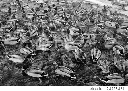 bird on winter pond ducks overwinter 28953821