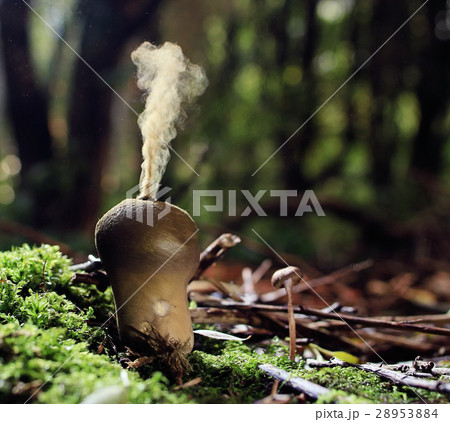 puffball mushroom smokes 28953884