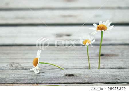 Chamomile flowers wooden summer background Chamomile flowers wooden summer background 28953892