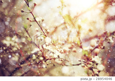 cherry blossoms spring background 28954046