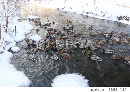 bird on winter pond ducks overwinter 28954112