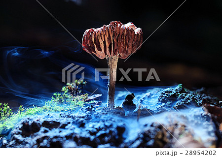 small poisonous mushroom fly agaric small poisonous mushroom fly agaric 28954202