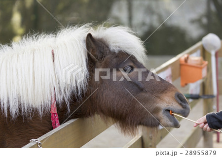 餌をもらうポニー 28955879