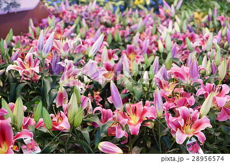 ゆり スカシユリ 透百合 28956574